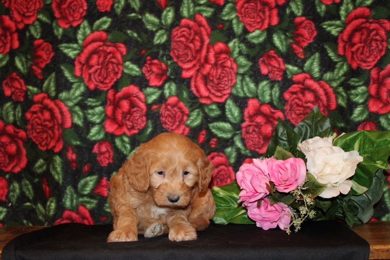 puppy, for, sale, Mini Golden Doodle F1B, Matthew B. Stoltzfus, dog, breeder, Gap, PA, dog-breeder, puppy-for-sale, forsale, nearby, find, puppyfind, locator, puppylocator, aca